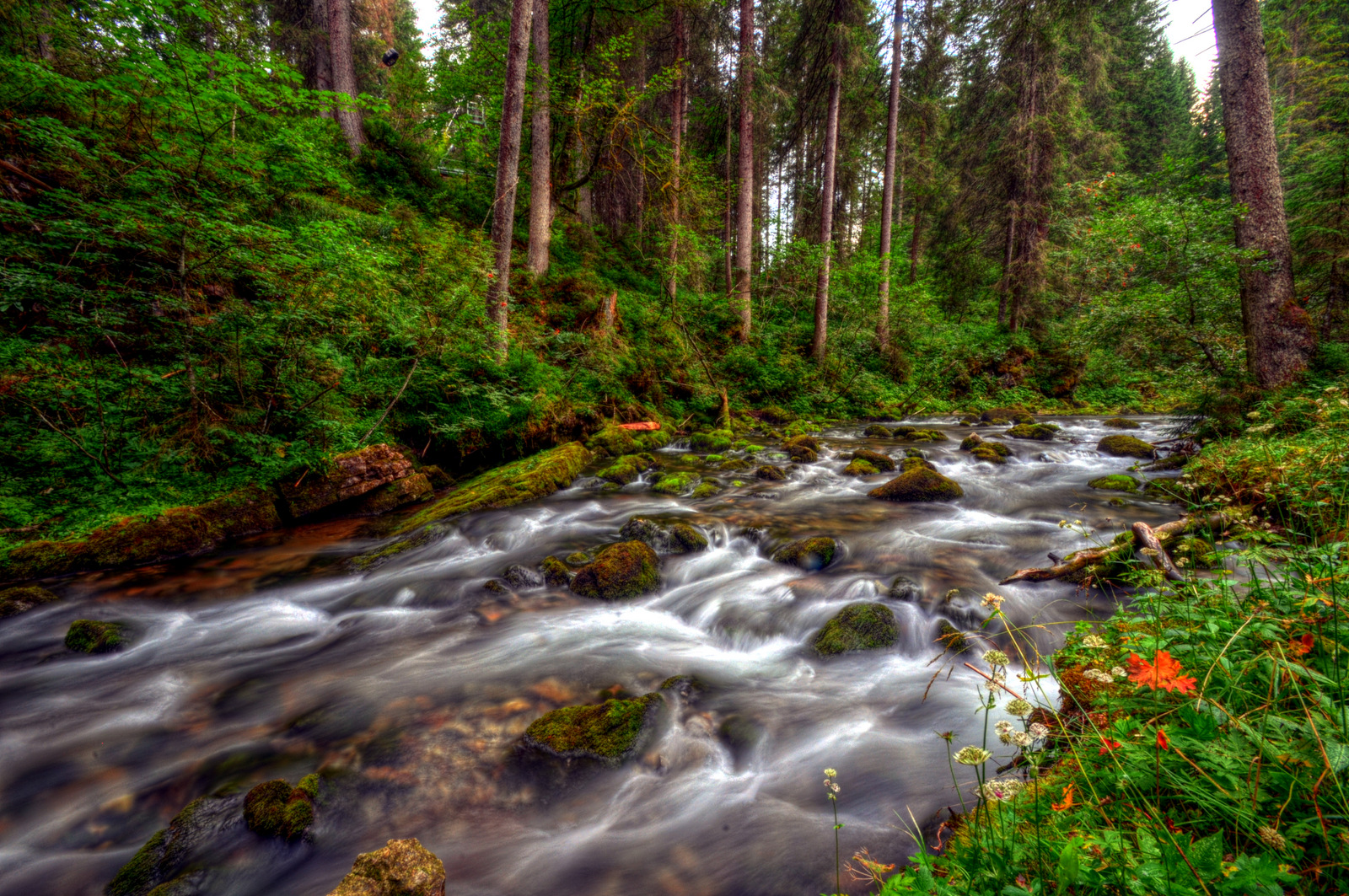 Einmal mehr... der Schwarzwasserbach