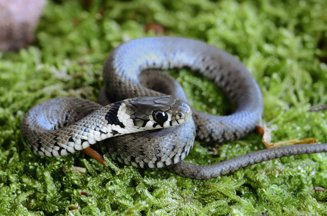 Einmal Natter geringelt, bitte Foto & Bild tiere, natur, wildlife