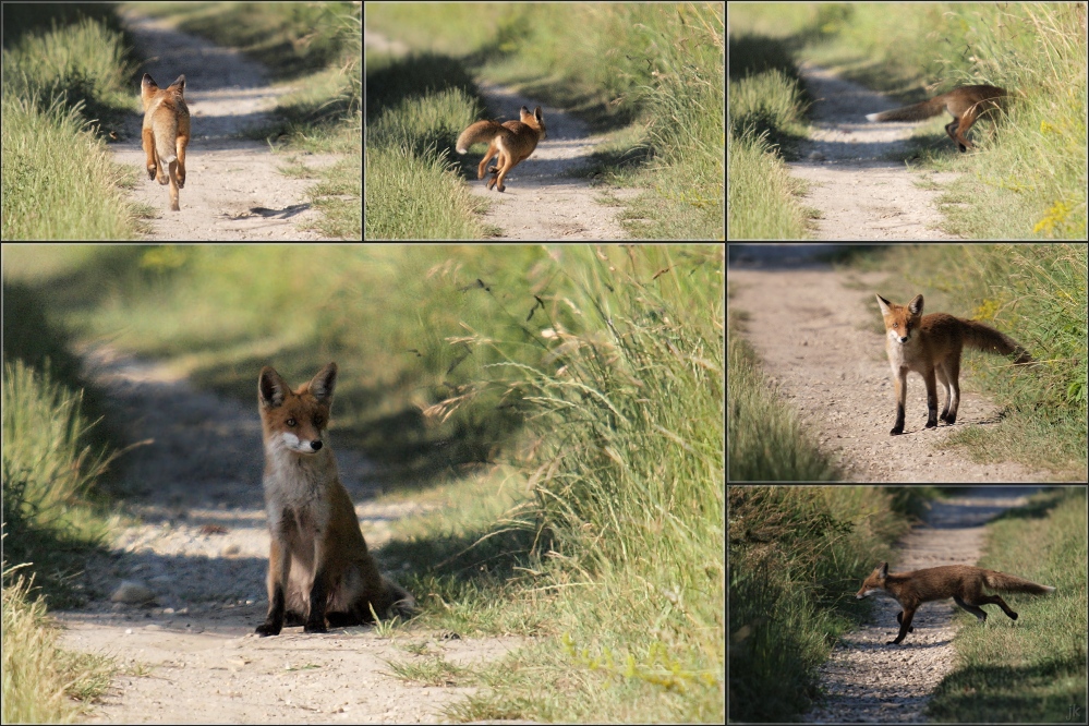 einmal noch fuchs muss einfach sein...