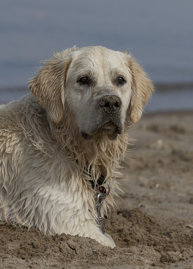 Einmal panierter Hund !!!