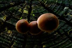 Einmal Pilze ganz anders :-)