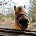 "Einmal Pommes rot-weiß, bitte!"