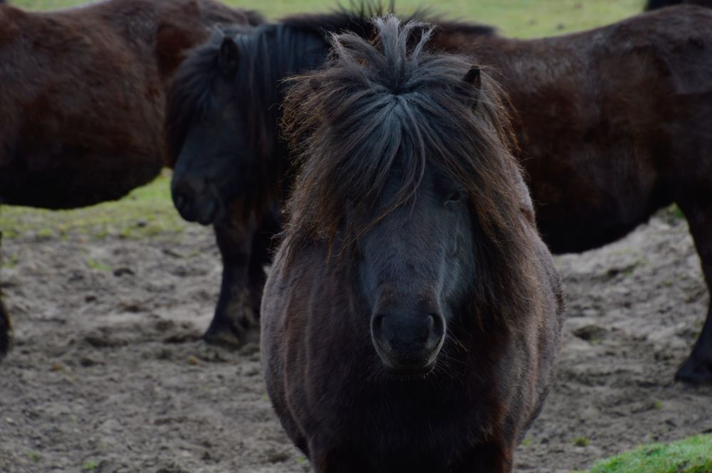 einmal Pony schneiden bitte :-D