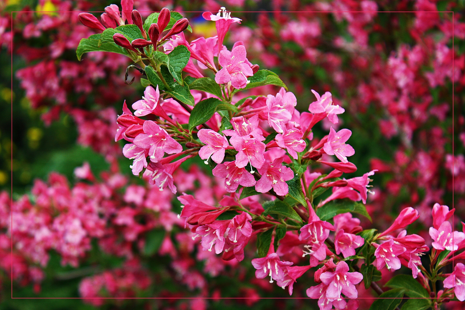 einmal Rosa bitte