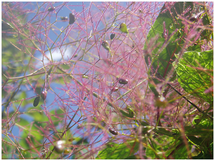 Einmal rosa Blüten....