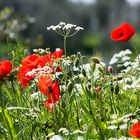 einmal rot-weiss, bitte