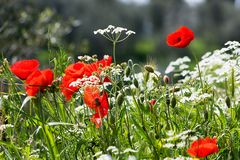 einmal rot-weiss, bitte