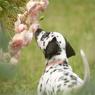 ... einmal schnuppern ....