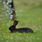 Einmal schwarzer Hase