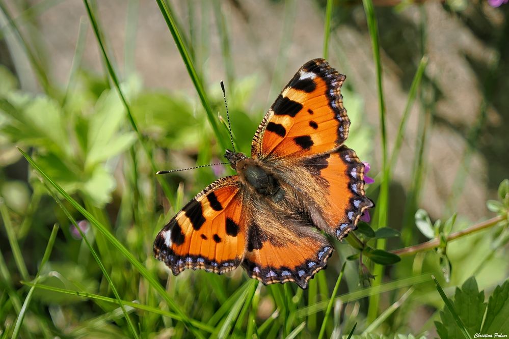 einmal Sonne und sie fliegen 