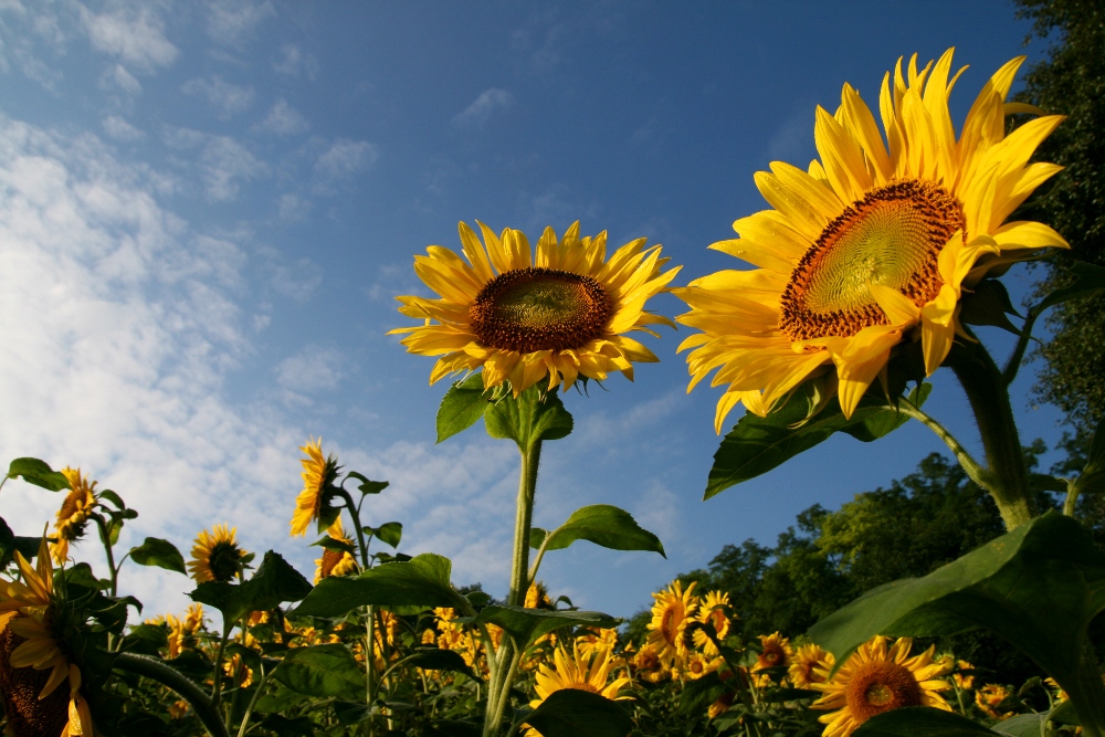 Einmal Sonnenblumen von heute bitte