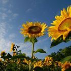 Einmal Sonnenblumen von heute bitte