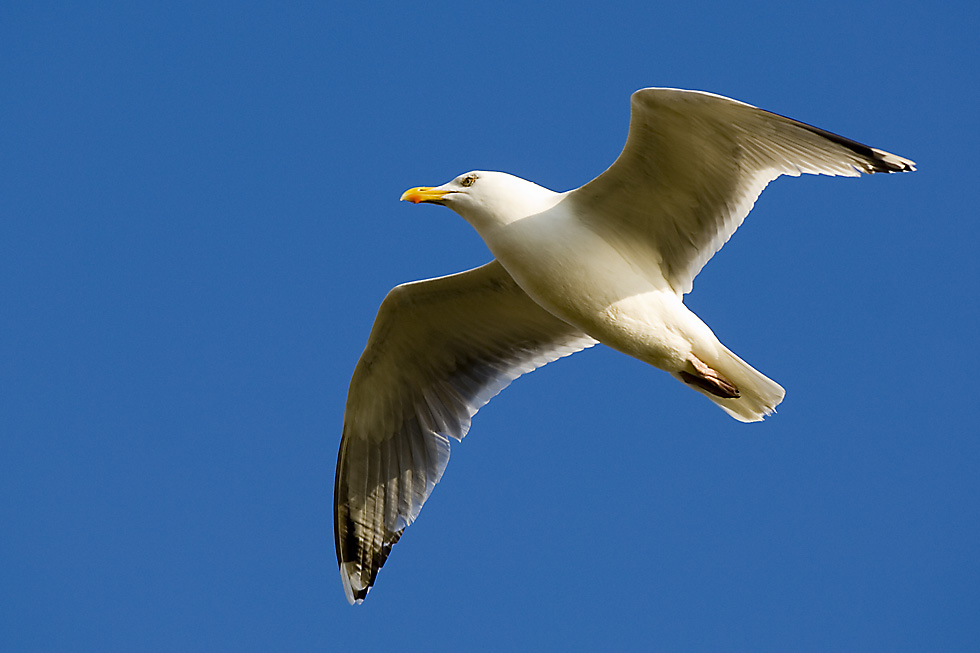 Einmal sooo fliegen können...