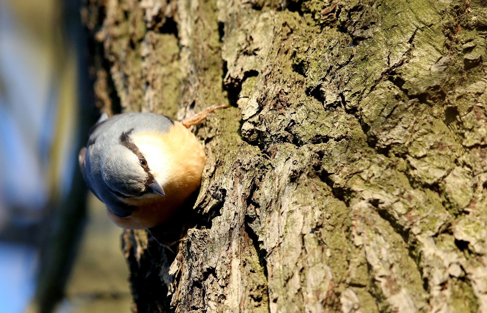 Einmal um den Baum