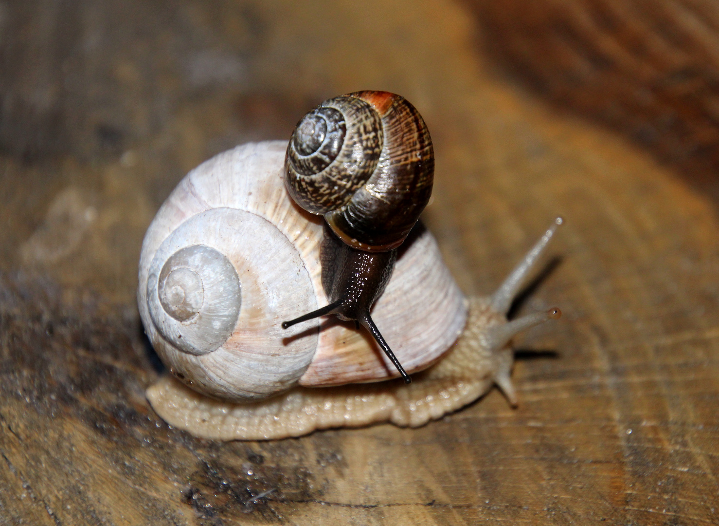 einmal um die große Schnecke geschleimt ... 