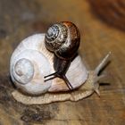 einmal um die große Schnecke geschleimt ... 