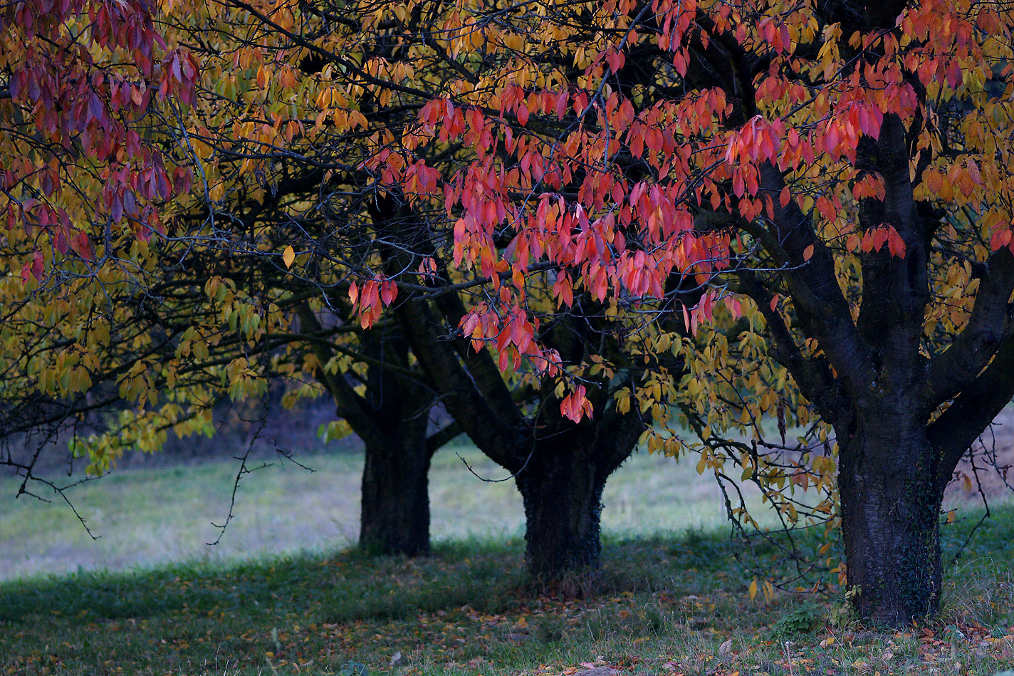 Einmal unter einem Kirschbaum…