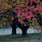 Einmal unter einem Kirschbaum…