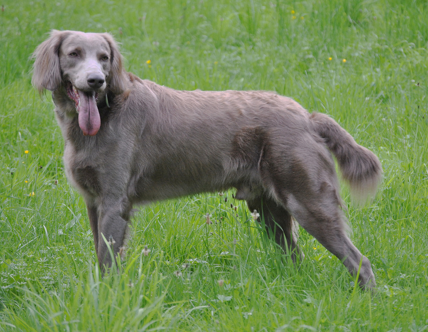 einmal Weimaraner immer Weimaraner Foto & Bild tiere, haustiere