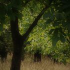 einmal wieder Träumen unter Bäumen