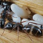 Einmarsch der Ameisenkolonie