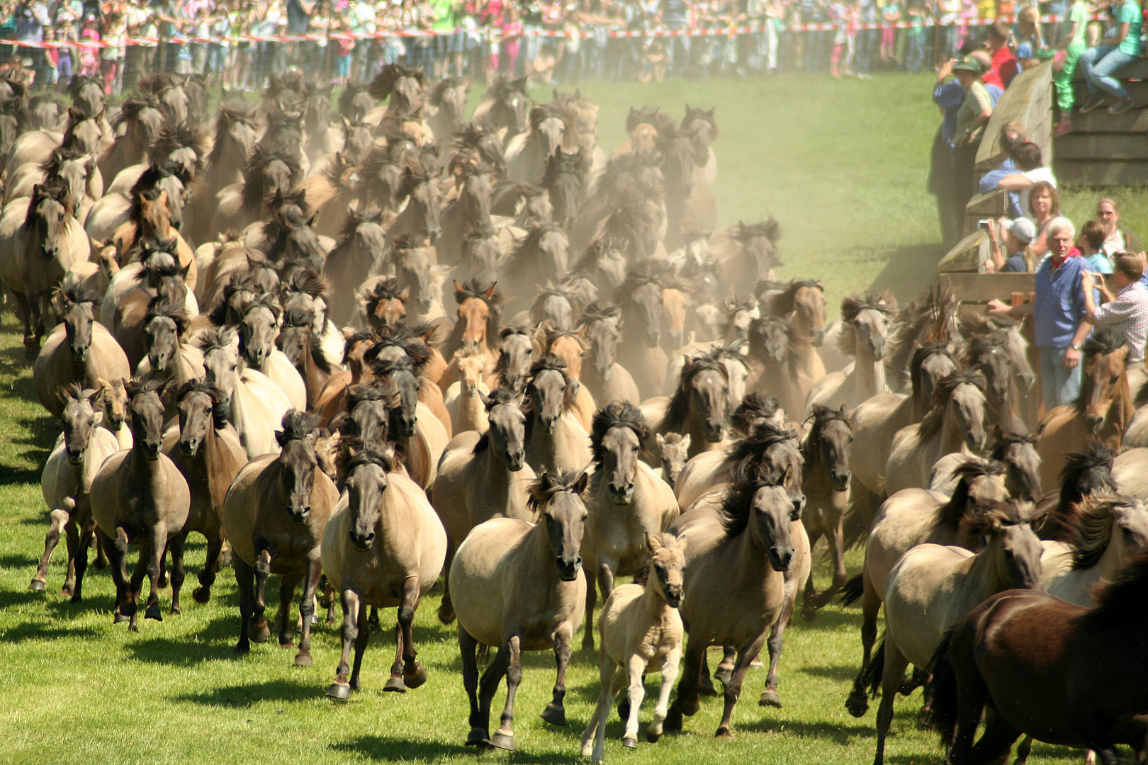 Einmarsch der Dülmener Wildpferde