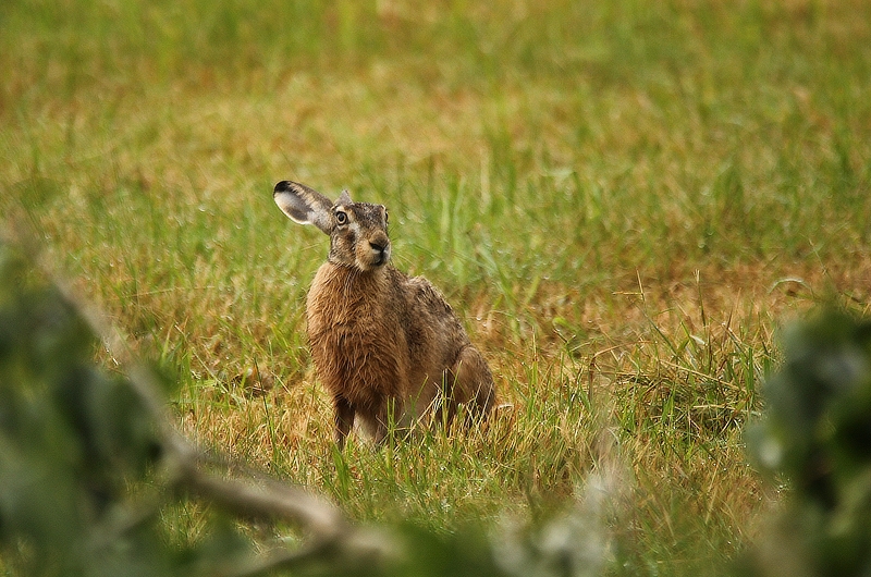 Einohr Hase