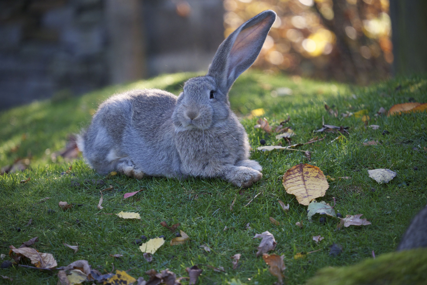 Einohr-Hase