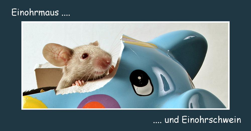 Einohrmaus ...