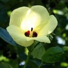 einr schöner Hibiskus