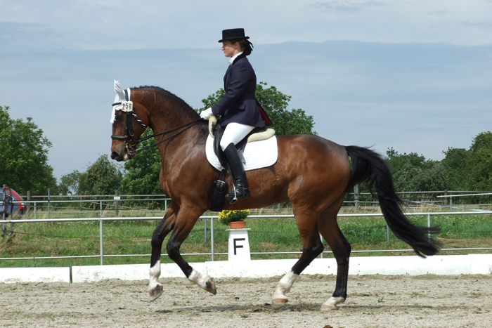 Einreiten im versammelten Galopp