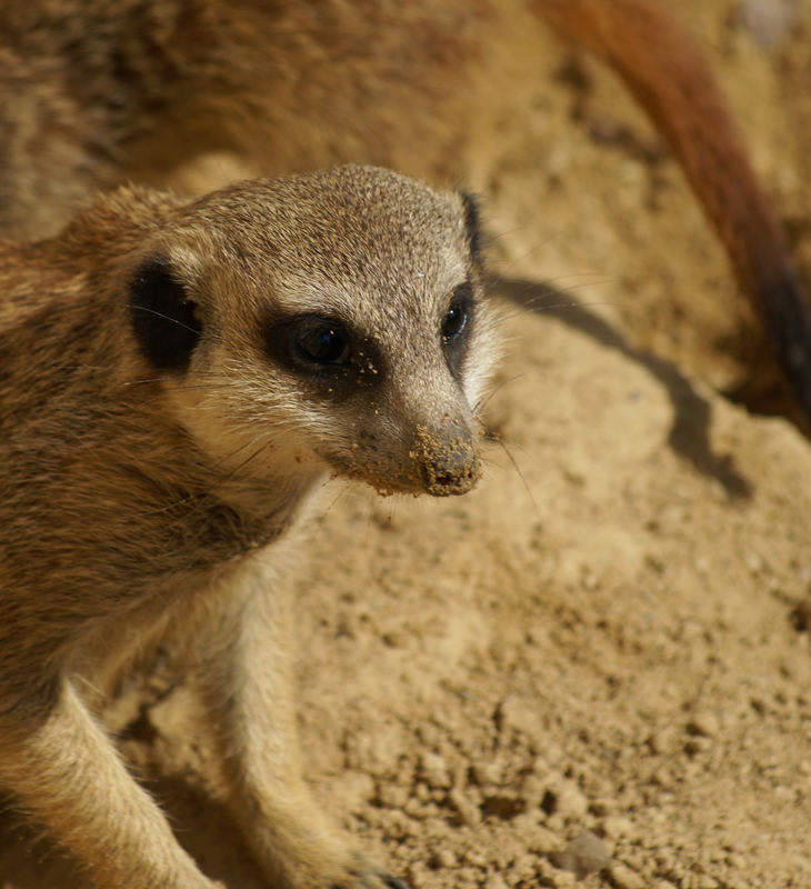 Eins der Erdmännchen des Kölner Zoos