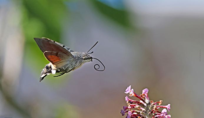 Eins der Letzten 2025....ND