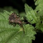 Eins der mittleren Larvenstadien von Coreus marginatus, ...