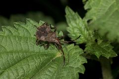 Eins der mittleren Larvenstadien von Coreus marginatus, ...