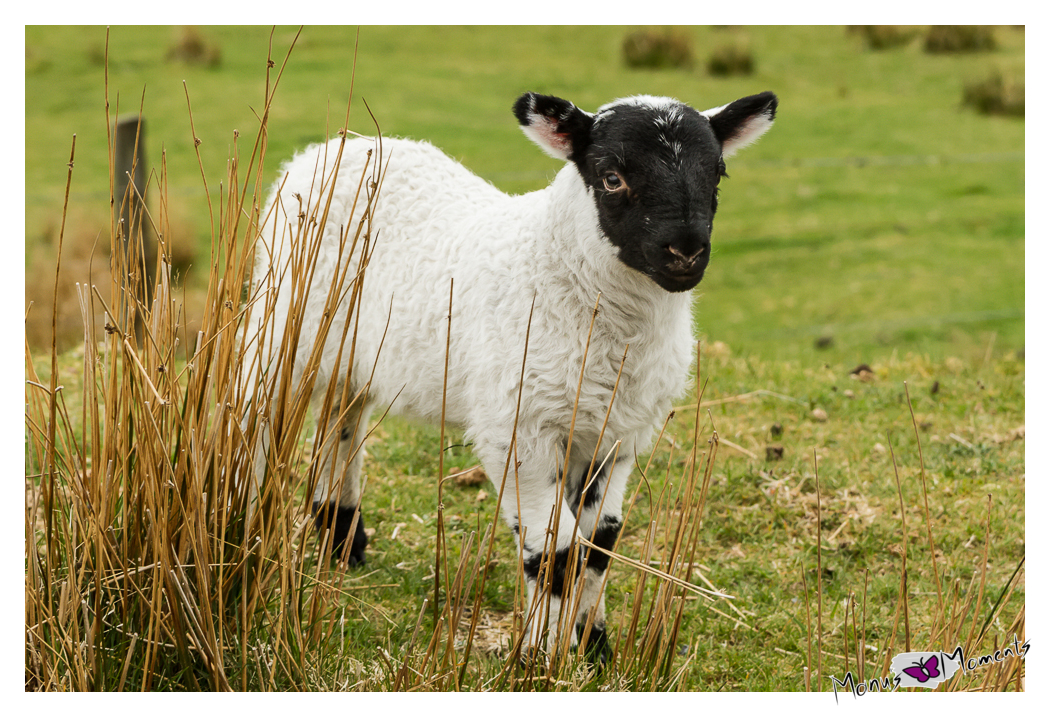 ..eins der vielen schottischen Schafe!!