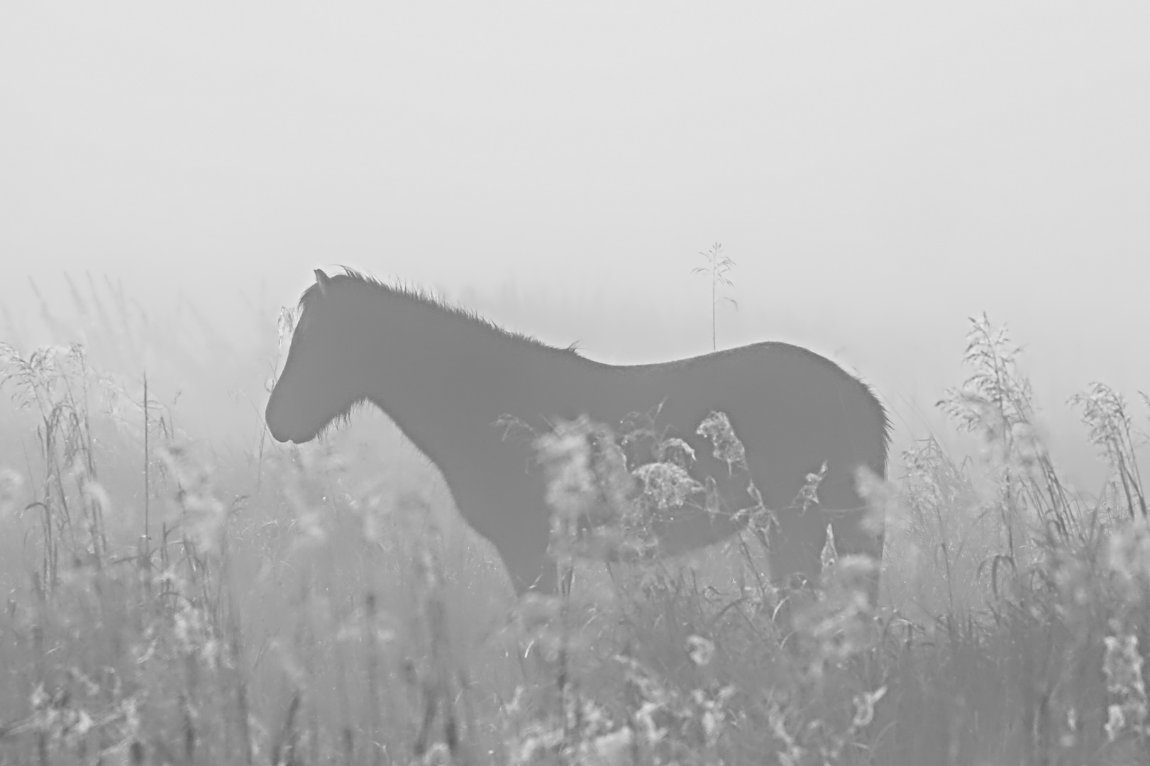 eins dieser kleinen Nebel-Pferde - one of these little foggy horses