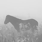 eins dieser kleinen Nebel-Pferde - one of these little foggy horses