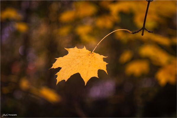 eins hängt noch am Zweig