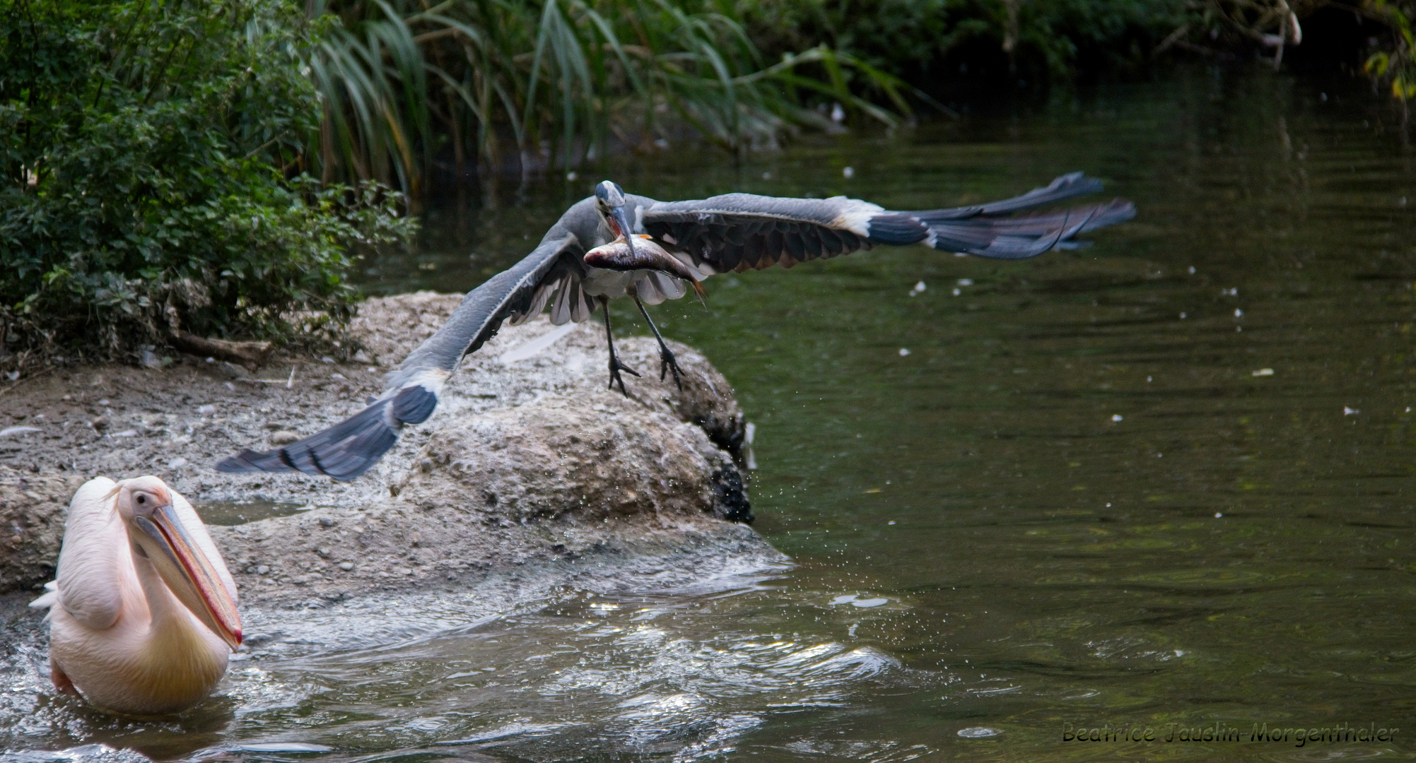 Eins ist klar - der Fisch gehört mir!