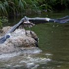 Eins ist klar - der Fisch gehört mir!