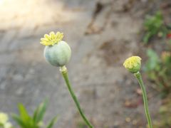 Eins könig sind glücklich und zwei süss kleine sind traurig