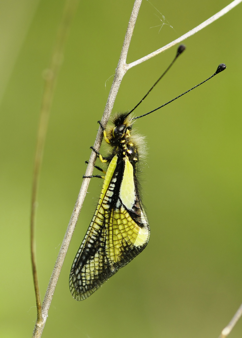 Eins meiner Lieblingsmotive - Libellen-Schmetterlingshaft