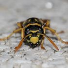 Eins meiner liebsten Haustierchen - Gallische Feldwespe (Polistes dominula) ...