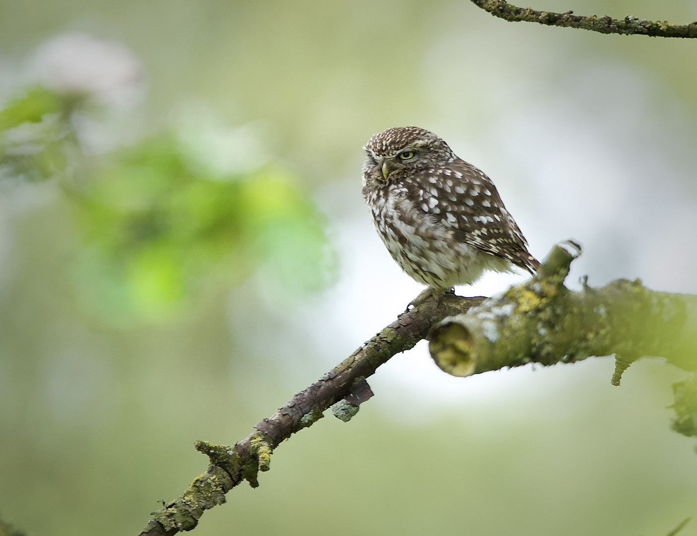 Eins meiner schönsten Wildlife-Erlebnisse - Steinkautz in der Apfelblüte.....