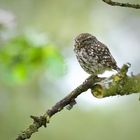 Eins meiner schönsten Wildlife-Erlebnisse - Steinkautz in der Apfelblüte.....