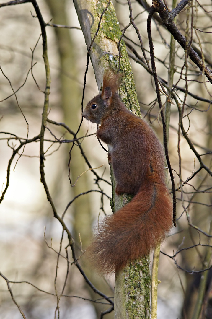 Eins noch - Eichhörnchen am Stamm