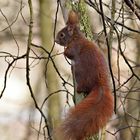 Eins noch - Eichhörnchen am Stamm