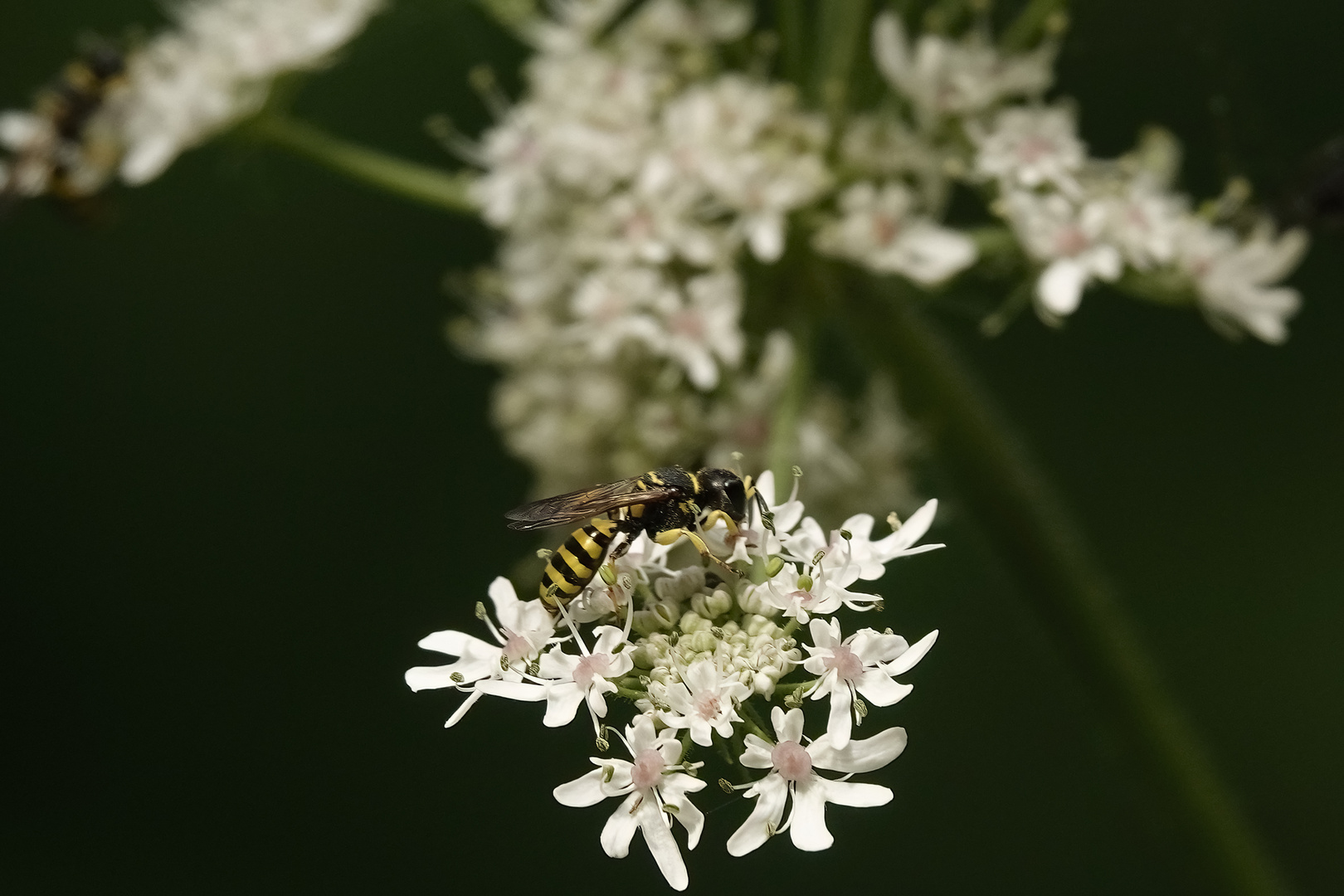 Eins Sonntagsblümchen