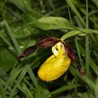 Eins unserer "Highlights" vorletzte Woche: Der Frauenschuh (Cypripedium calceolus)